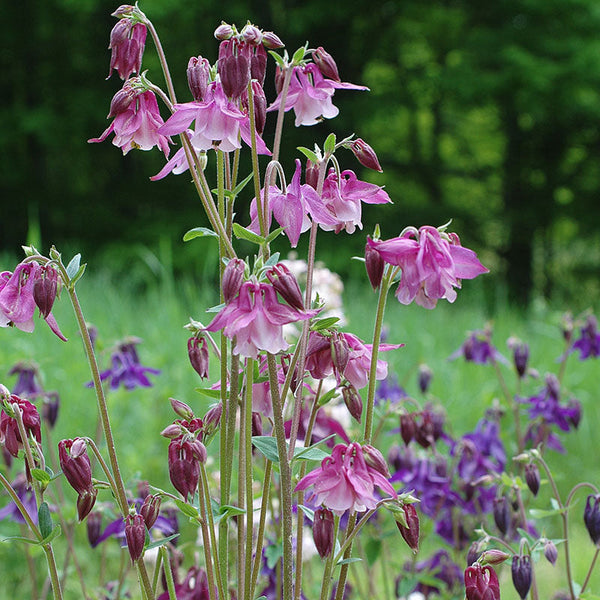 
    



Columbine 'Grandmother's Garden'
