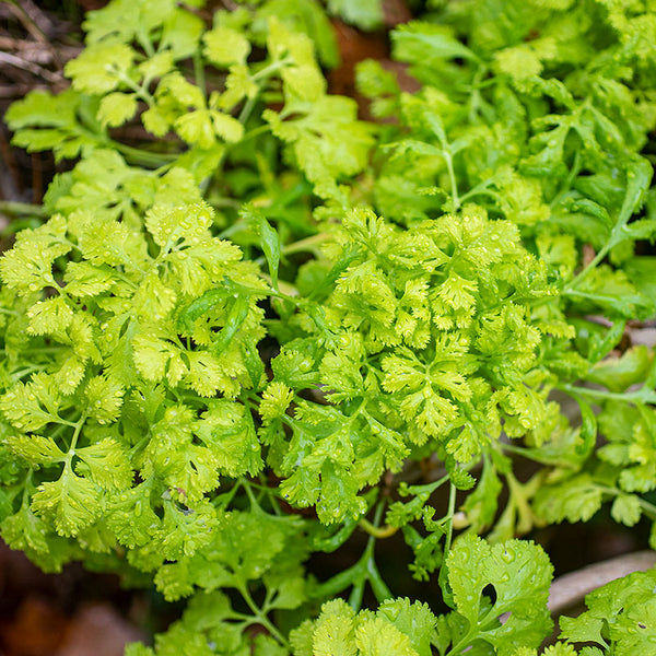 
    



Feverfew 'Golden Moss'
