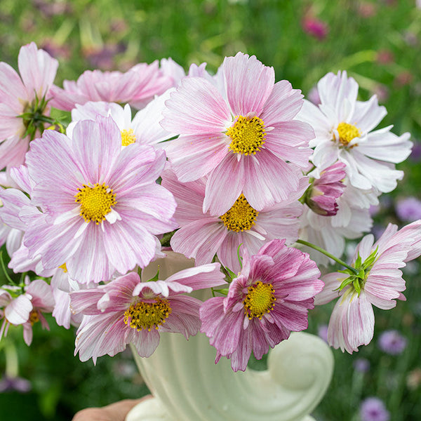 
    



Cosmos 'Rosetta'
