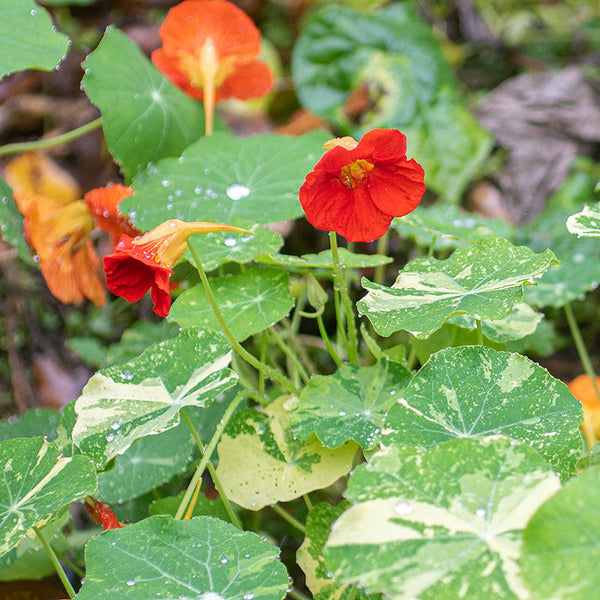 
    



Nasturtium 'Jewel of Africa'
