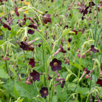 
    



Tobacco 'Select Chocolate Chip'
