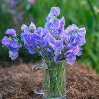 
    



Sweet Pea 'Solstice Mid Blue'
