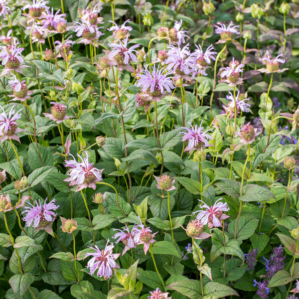 
    



Bee Balm - Eastern
