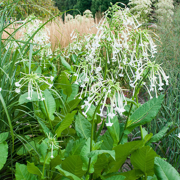 
    



Tobacco 'Woodland' 
