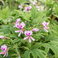 
    



Geranium 'Mabel Grey' 
