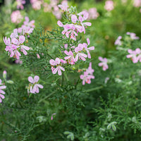 
    



Geranium 'Select Northern Pine' 
