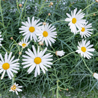 
    



Canary Island Marguerite Daisy 
